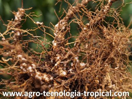 las raices de pimenton con nematodos que son protubernacias conocidas como nodulos